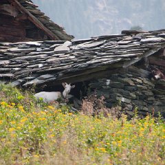 14 - Pizzo Scalino - Rifugio Cristina
